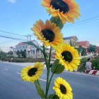 cành hoa hướng dương giả 5 bông cao 130cm